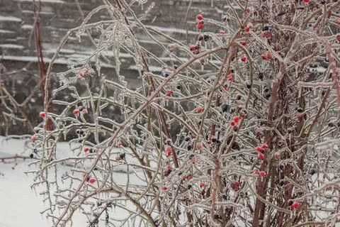Tree branches covered with ice and icicles in winter. Stock Photos