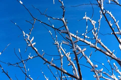 Tree branches covered with ice crystals against the blue sky (Close-up) Foto stock