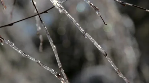 Tree Branches Covered With Ice Video stock 52743016