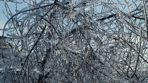 Tree branches covered in ice with icicles sparkling in sunlight against a clear Stock Footage 303665770