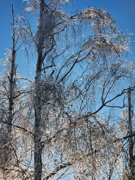 Tree branches covered in ice. Icy branches against the sky Stock Photos