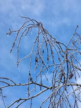 Tree branches covered in ice. Icy branches against the sky Stock Photos