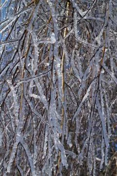Tree branches covered with ice Stock Photos
