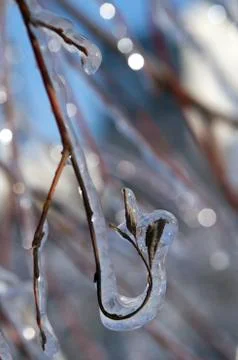 Tree branches covered with ice Stock Photos