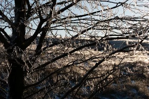 Tree branches covered in ice Foto stock