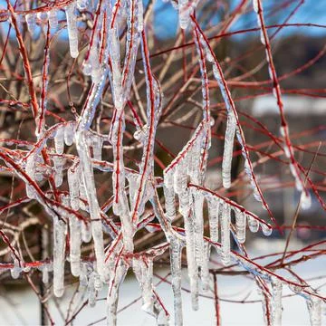 Tree branches covered with ice Stock Photos
