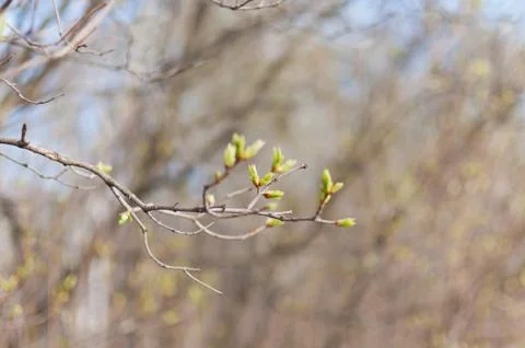 Tree branches covered with leaves on a warm spring day. Stock Photos