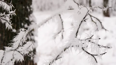 Tree branches covered with long crystals of frost in a snowy forest. Stock Footage 297617377
