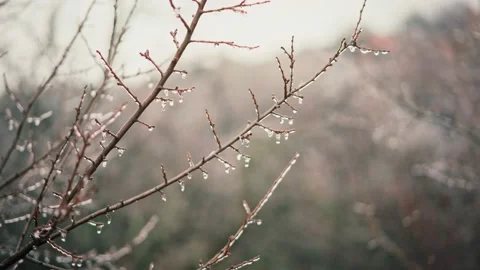 Tree branches covered with many frozen drops Stock Footage 168466446