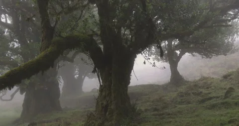 Tree branches covered with moss, 4K slomo Stock Footage 246404183