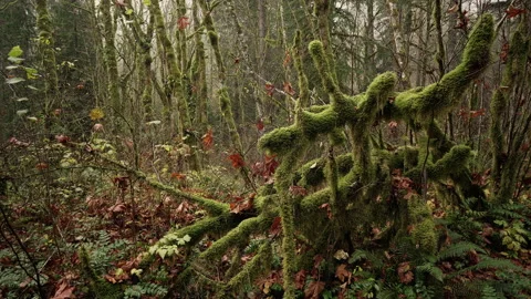 Tree branches covered with moss at autumn Stock Footage 217388740