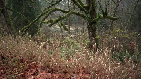 Tree branches covered with moss at autumn Stock Footage 217388890