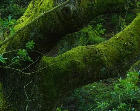 Tree branches covered in moss Stock Photos