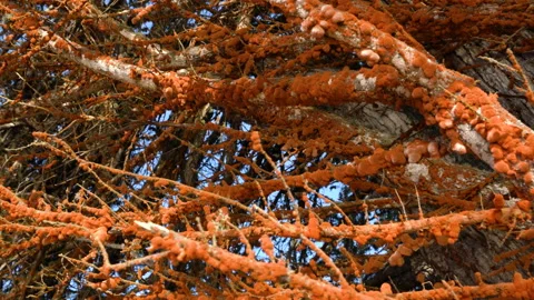 Tree branches covered with orange spots caused Coral Spot fungus disease Stock Footage 155090534