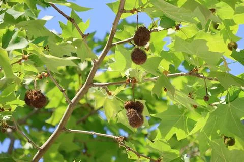 Tree branches covered with round, spiky seed balls hanging from the branches Foto stock