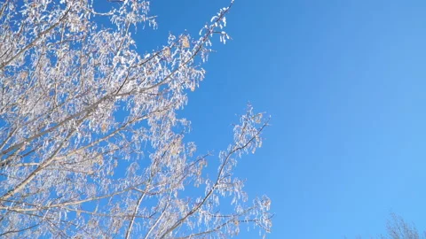 Tree branches covered snow against bright blue sky at sunny winter day Stock Footage 86749334