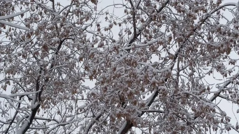 Tree branches covered with snow against a gray sky close-up. Snowy cold winter Stock Footage 221312157