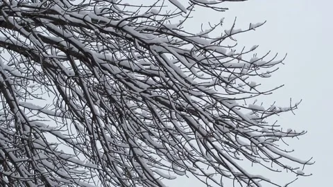Tree branches covered with snow against a gray sky close-up. Snowy cold winter Stock Footage 221312299