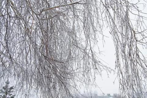 Tree branches covered with snow and ice crystals, frost texture close-up Foto stock