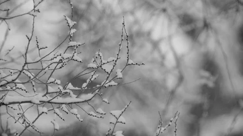 Tree branches covered with snow on a background of falling snow, blurred back Stock Footage 97469046