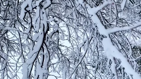 Tree branches covered with snow with background of winter sky Stock Footage 298562998