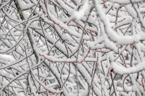 Tree branches covered with snow as background Stock-Fotos