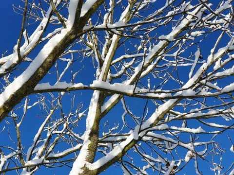 Tree branches covered with snow, on a background of blue sky, close up Stock Photos