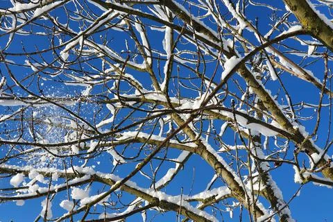 Tree branches covered with snow, on a background of blue sky, close up Stock Photos