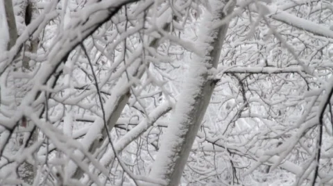 Tree Branches Covered In Snow, Blizzard, Snow Storm, Winter, Tilt Down Stock-Footage 45535292
