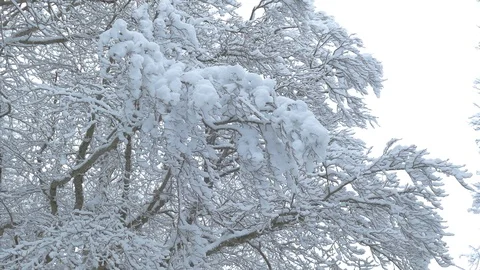 Tree branches covered with snow cap 스톡 동영상 124608661