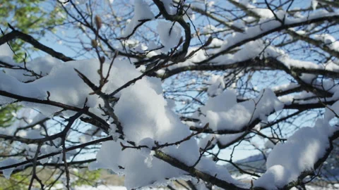 Tree branches covered with snow in close-up Stock Footage 220958758