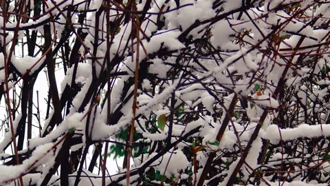 Tree branches covered with snow during winter day. Stock Footage 206107911