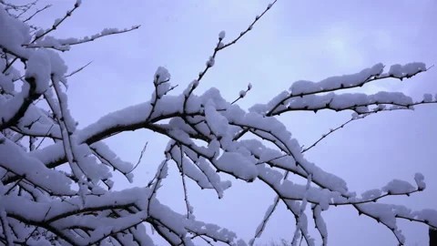Tree branches covered with snow during a winter storm Video stock 235536508