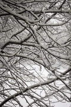 Tree branches covered with snow during a blizzard Stock Photos