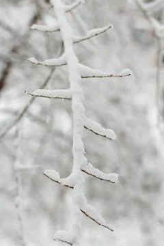 Tree branches covered with snow during a blizzard Stock Photos