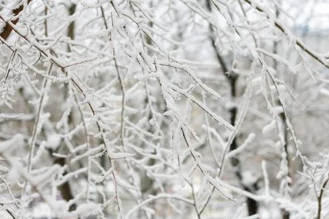 Tree branches covered with snow during a blizzard Stock Photos