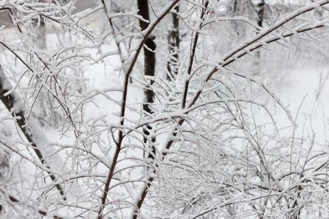 Tree branches covered with snow during a blizzard Stock Photos