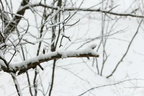 Tree branches covered with snow during a blizzard Stock Photos
