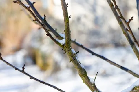 Tree branches covered with snow during winter season Stock Photos