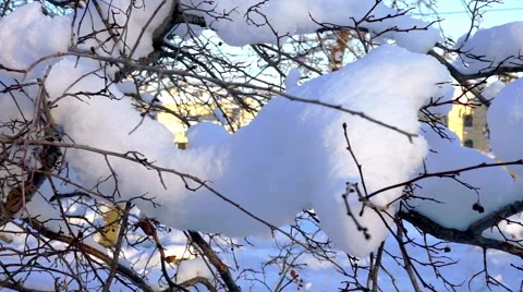 Tree branches covered with snow Stock Footage 42157419
