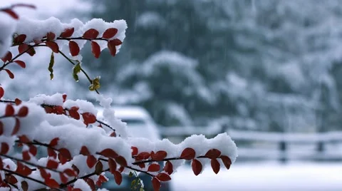 Tree Branches Covered in Snow 動画素材 44344068