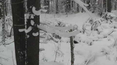 Tree with branches covered with snow Stock Footage 45882681