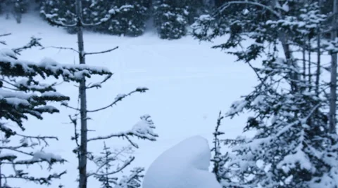 Tree Branches Covered in Snow 스톡 동영상 61022021