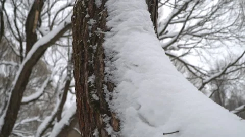 Tree branches covered with snow Stock Footage 100723359