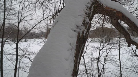 Tree branches covered with snow Stock Footage 100723774