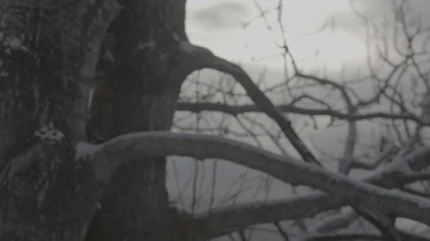 Tree branches covered with snow Video stock 104515221