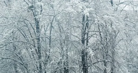 Tree branches covered with snow Vidéo 146482500