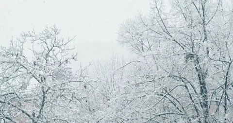 Tree branches covered with snow Stock Footage 146482515