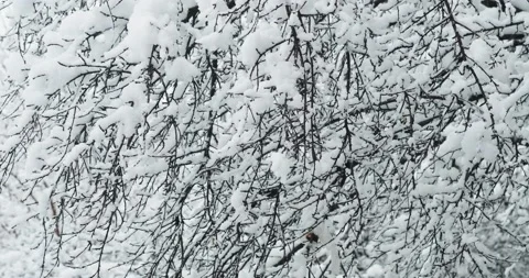 Tree branches covered with snow Stock Footage 146483035