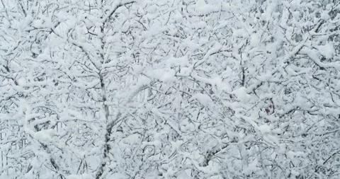 Tree branches covered with snow Stock Footage 146484404